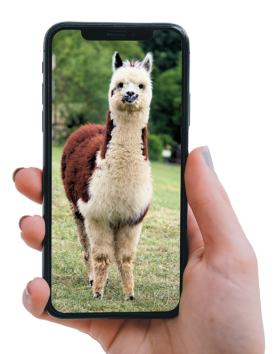 Smartphone with an alpaca on the screen