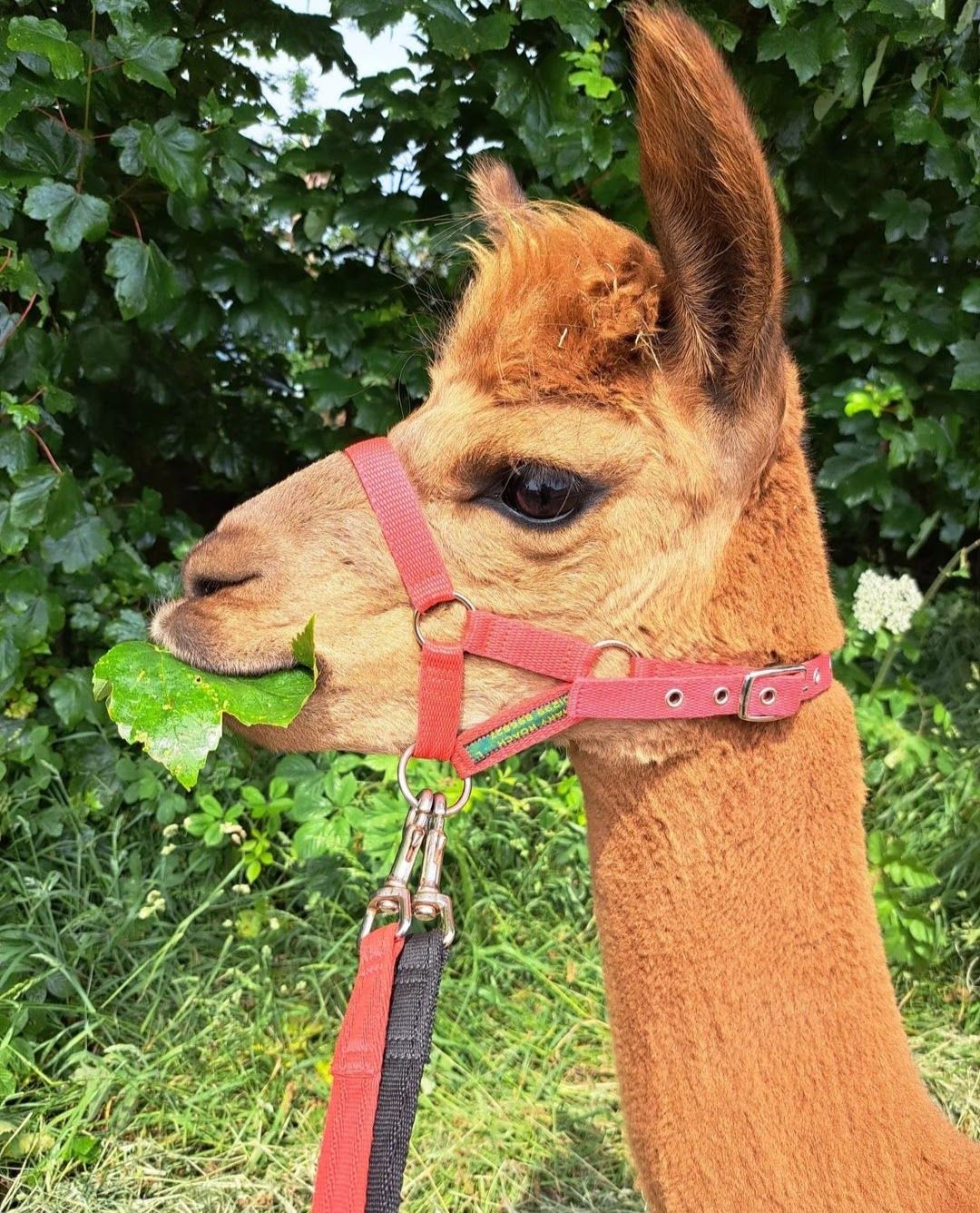 Family Alpaca Walk near York - 2 Adults with up to 4 children (over 8 years) Sharing 2 Alpacas - Image 5