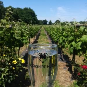 Guided Tour of the Yorkshire Heart Vineyard followed by Wine Tasting & Nibbles