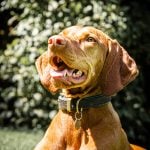 Pet Portrait Photography Package - experience gifts for dogs