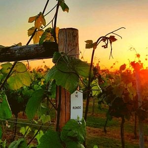 Evening Vineyard Tour and Tasting with Three Course Meal at Yorkshire Heart