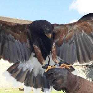 Two Hour Falconry Course