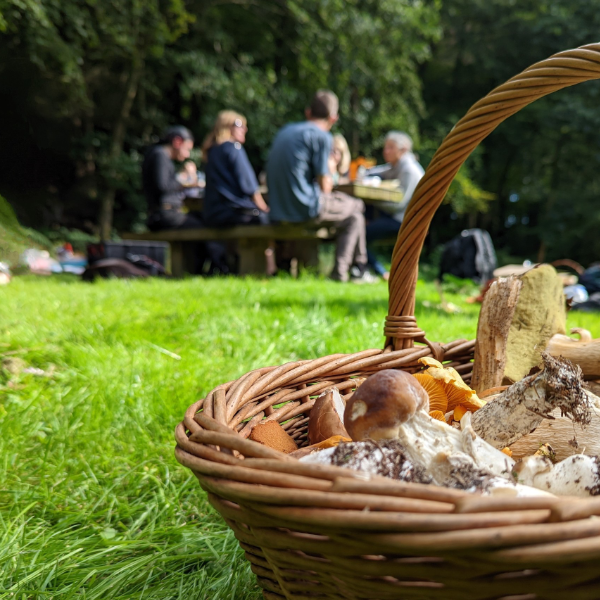 foraging with Totally Wild UK