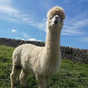 West Yorkshire Alpaca Experience For Two