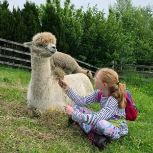 west yorkshire alpaca experience for families