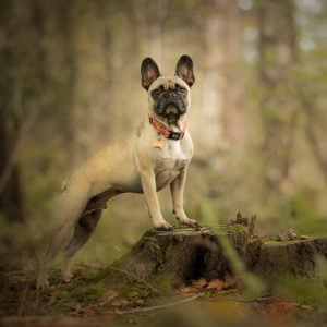 Woodland Walk Dog Photo Session in Yorkshire