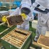 Full Day Beekeeping Experience in Yorkshire