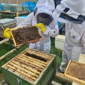 Yorkshire Beekeeping Experience - Full Day