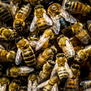 bees - bee keeping experience yorkshire - Uniquely Local