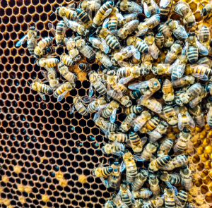 bees on the honey comb - bee keeping experience yorkshire - Uniquely Local