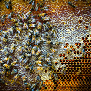 inside the hive - bee keeping experience yorkshire - Uniquely Local