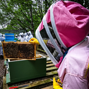 inspecting the bees - bee keeping experience yorkshire - Uniquely Local