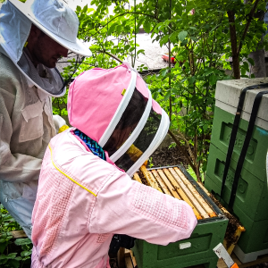 inspecting the hive - bee keeping experience yorkshire - Uniquely Local