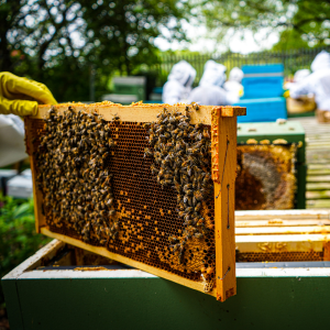 lifting the honey comb out - bee keeping experience yorkshire - Uniquely Local