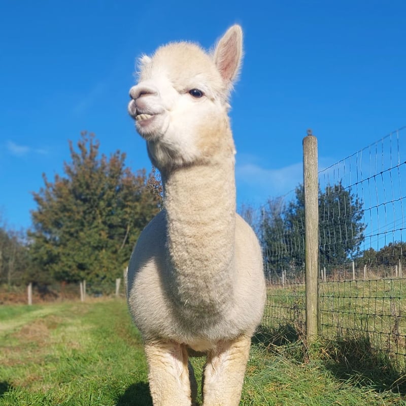 Alpaca Walk near York - 2 Adults Sharing 1 Alpacas | Unusual Gift