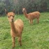 Alpaca Wrangler Experience Near York and Thirsk