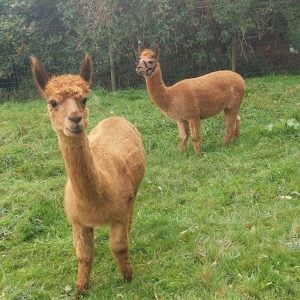 Alpaca Wrangler Experience Near York and Thirsk