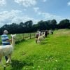 Walking Alpacas Near York and Thirsk