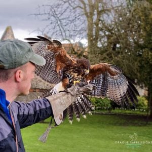 Hawk Flying Experience in York City Centre