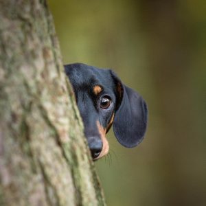 Dog Photography Experience