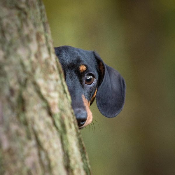 Dog Photography Experience