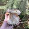 Introduction to Foraging Experience in Sheffield