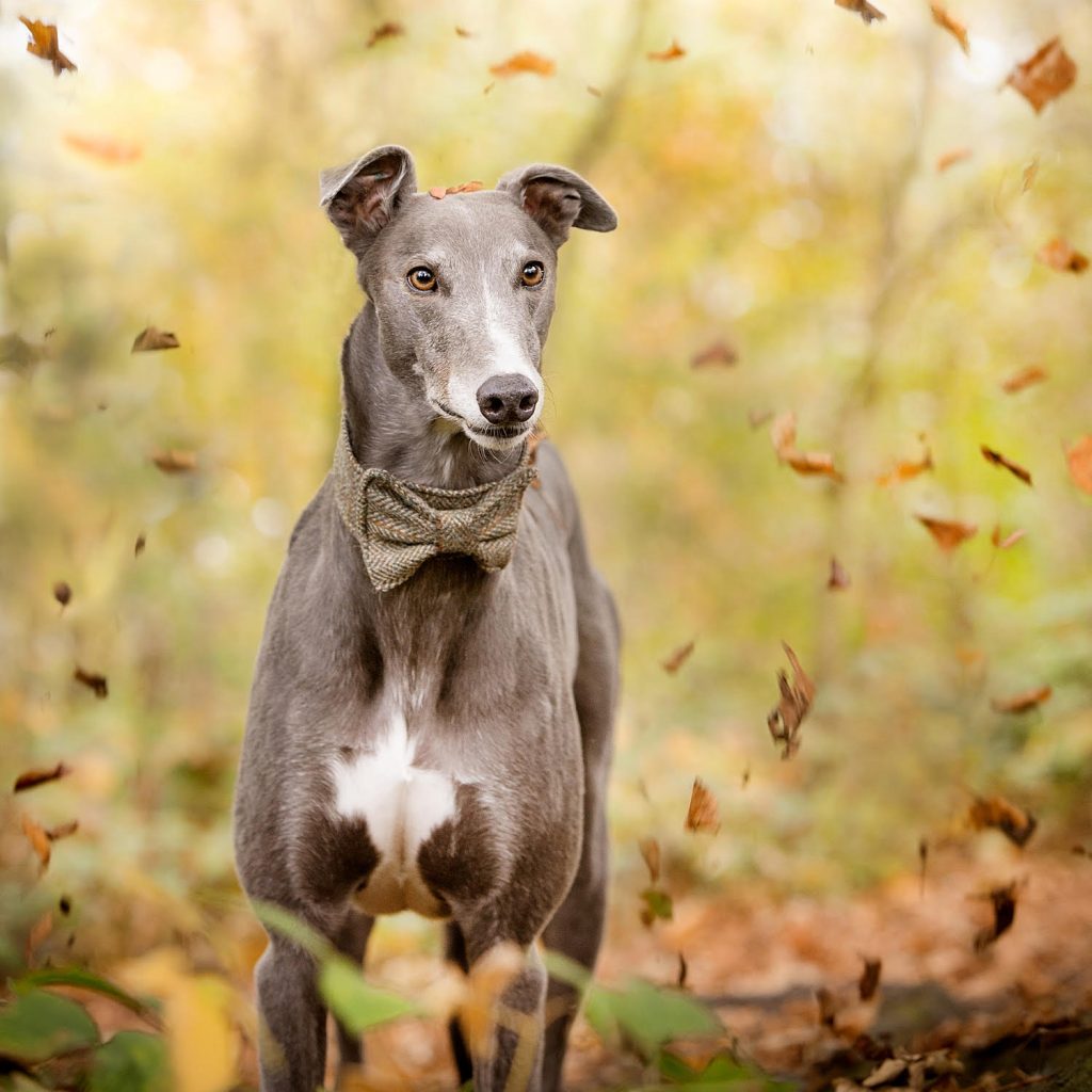 Woodland Explorer dog photography session in York