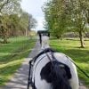 Horse Drawn Carriage Ride with Afternoon Cream Tea for Four People