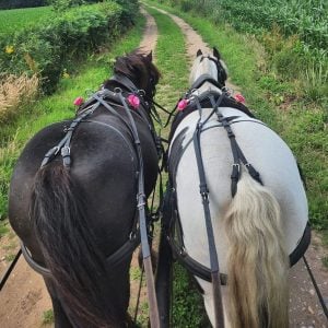 Horse Drawn Carriage Ride with Afternoon Cream Tea for Four People