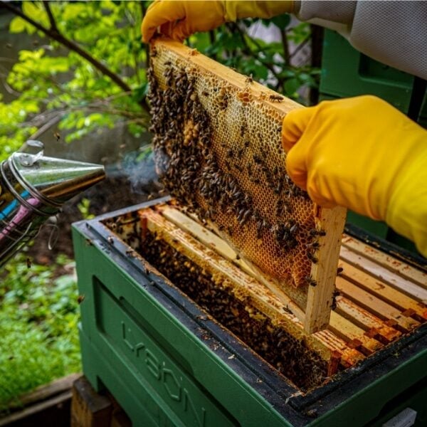 bee keeping experience - more bees please