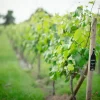 EVENING VINEYARD TOUR AND TASTING WITH THREE COURSE MEAL