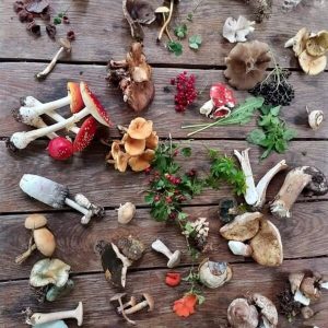 Forage & Cook - Foraging Course for Two People with Foraged Lunch in the North West