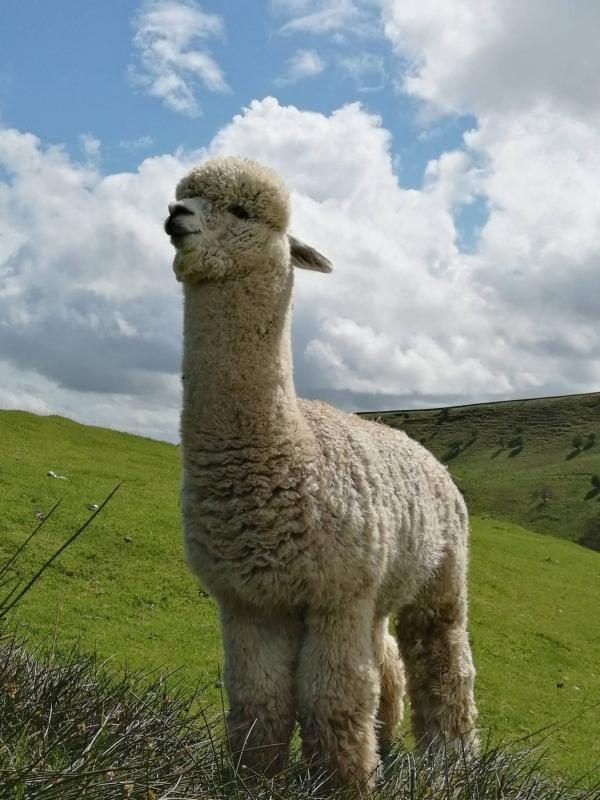 West Yorkshire Alpaca Experience