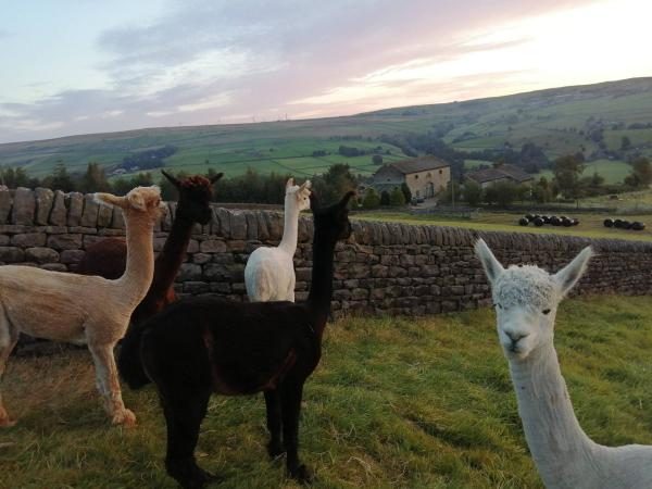 West Yorkshire Family Alpaca Experience - Image 2