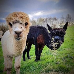 Alpaca Walking for Two: A Unique Date Idea in Yorkshire