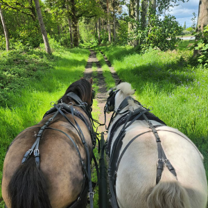 Horse Drawn Carriage Ride with Afternoon Cream Tea for Two People