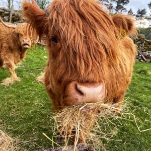 Wensleydale Smallholder Farming Experience for Two