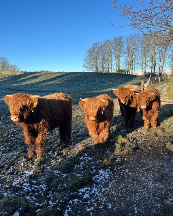 Yorkshire Farming Experience in Wensleydale featuring Highland Cows