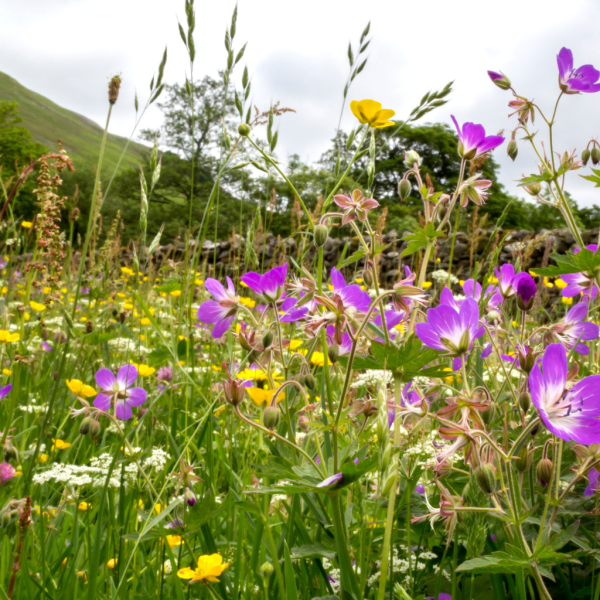 wildflower meadow in muker