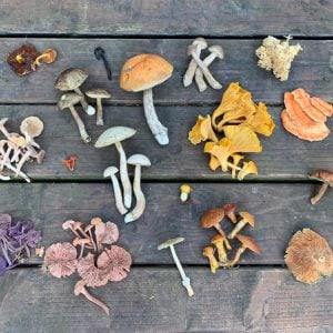 Foraging Experience near Leeds