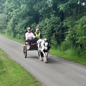 Horse and cart driving experience near York