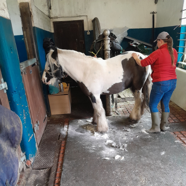 horse in stables being groomed in the horse care experience