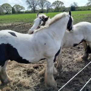 Hands on horse care experience including lunch and carriage ride near York