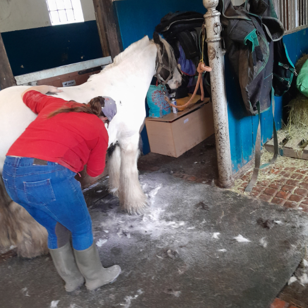 Hands on horse care experience including lunch and carriage ride near York - Image 3