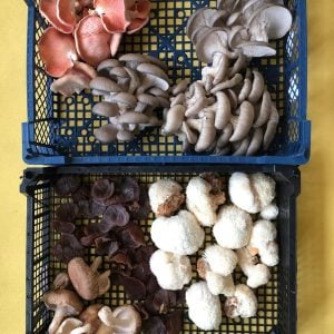 Yorkshire Mushroom Growing Workshop