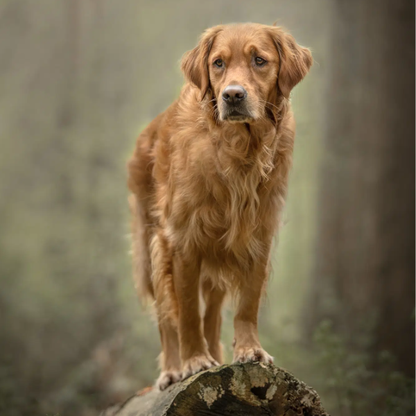 Dog Photography Lesson in Harrogate