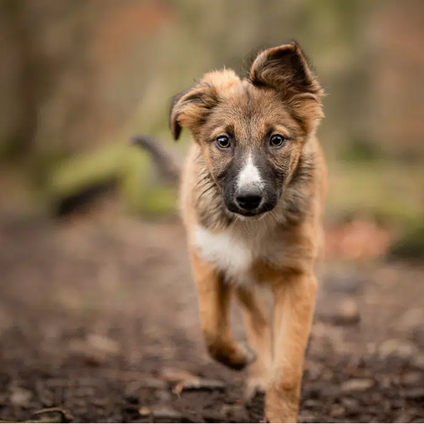 Dog photography lesson in Harrogate