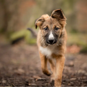 Dog Photography Lesson in Harrogate