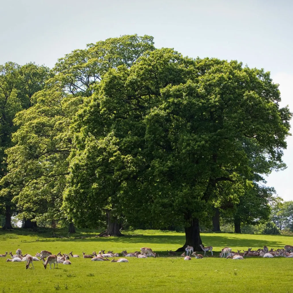 Deer sitting under a tree in parkland at Swinton Estate
