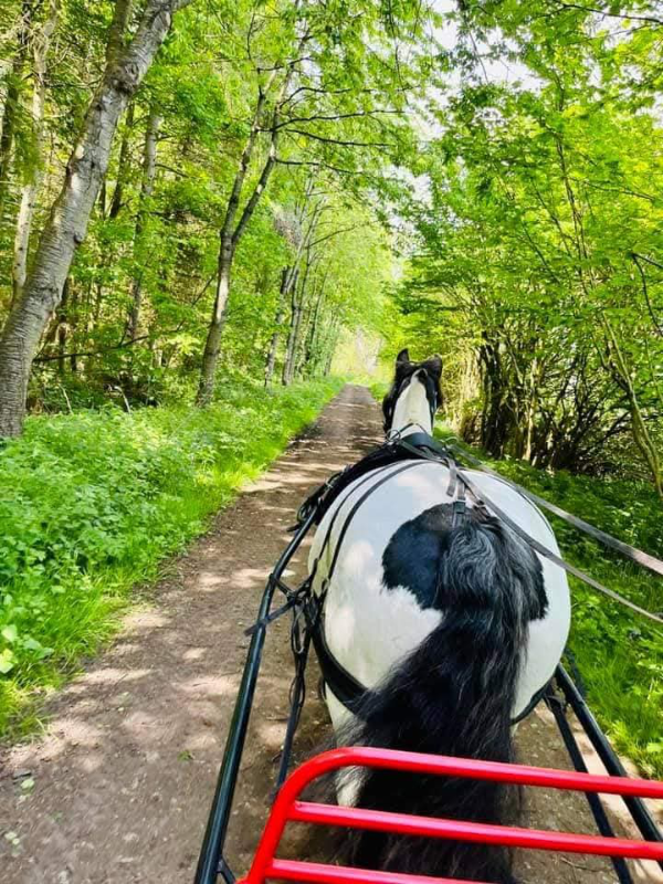 Little Skipwith Carriage Rides 2 Little Skipwith Horse and Carriage Rides - Horses